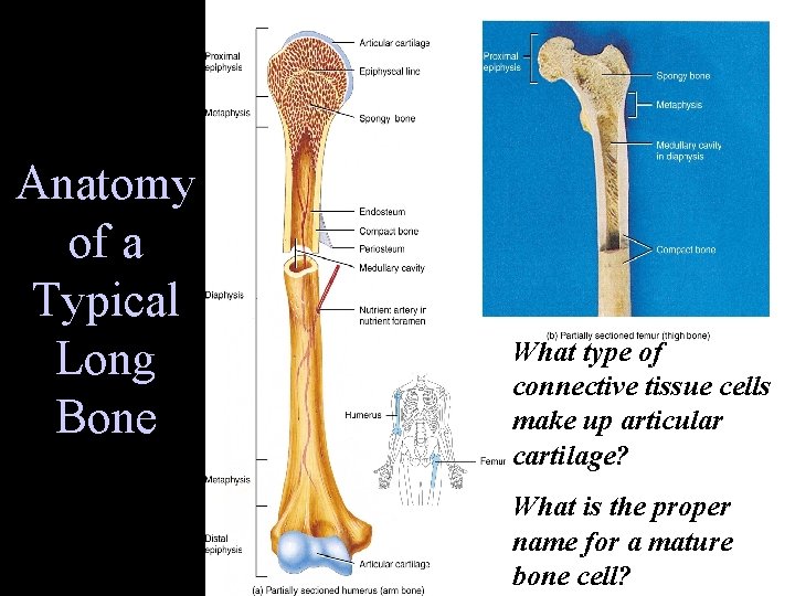 Anatomy of a Typical Long Bone What type of connective tissue cells make up