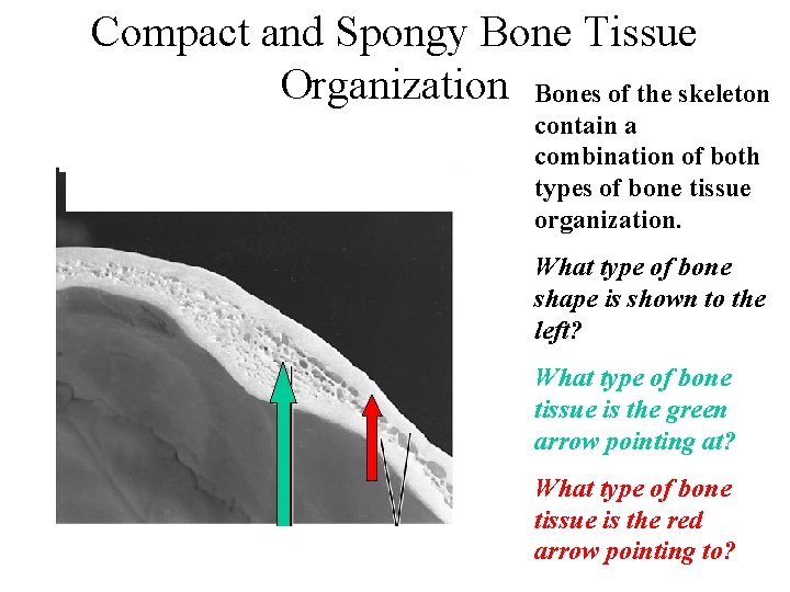 Compact and Spongy Bone Tissue Organization Bones of the skeleton contain a combination of