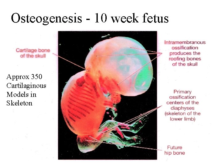 Osteogenesis - 10 week fetus Approx 350 Cartilaginous Models in Skeleton 