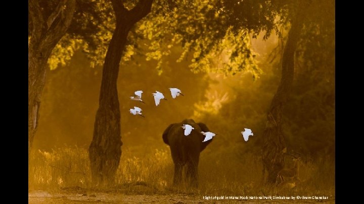 Flight of gold in Mana Pools National Park, Zimbabwe by ©Vikram Ghanekar 