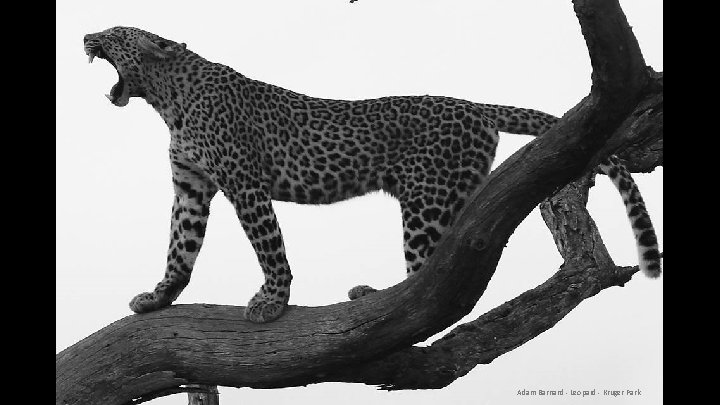 Adam Barnard - Leopard - Kruger Park 