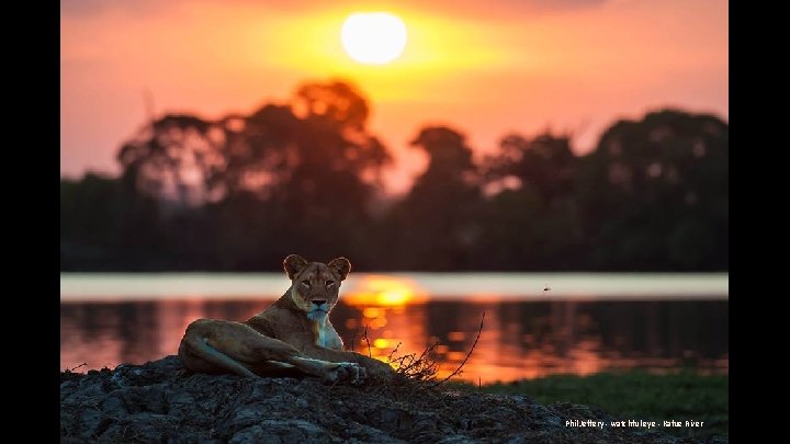 Phil Jeffery - watchful eye - Kafue River 