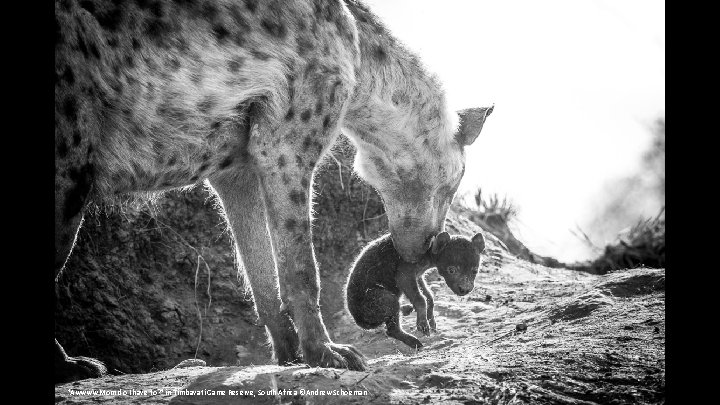 "Awwww Mom do I have to? " in Timbavati Game Reserve, South Africa ©Andrew