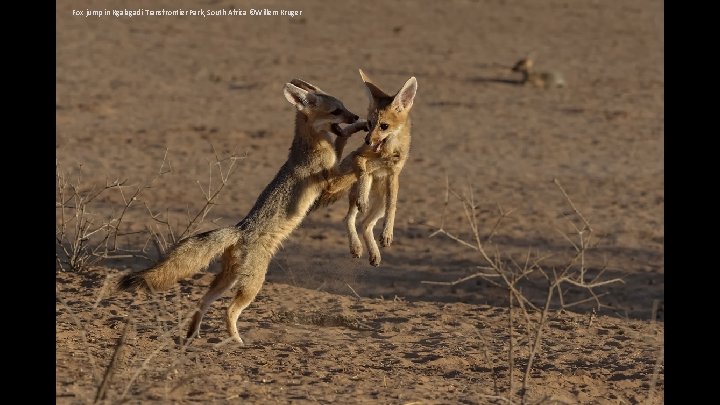 Fox jump in Kgalagadi Transfrontier Park, South Africa ©Willem Kruger 