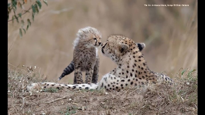 The kiss in Maasai Mara, Kenya ©Olivier Delaere 