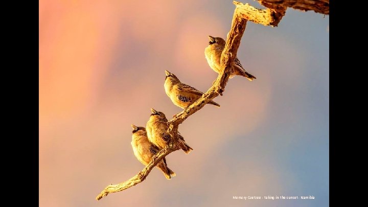 Memory Coetzee - taking-in-the-sunset - Namibia 