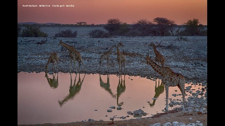 Ronit Rashook - Reflections - Etosha park - Namibia 