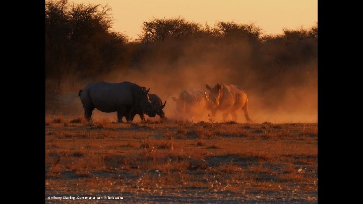 Anthony Starling -Sunset at a pan in Botswana 