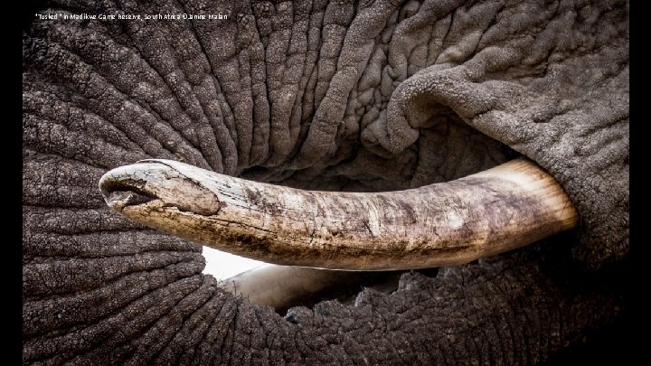 "Tusked" in Madikwe Game Reserve, South Africa ©Janine Malan 