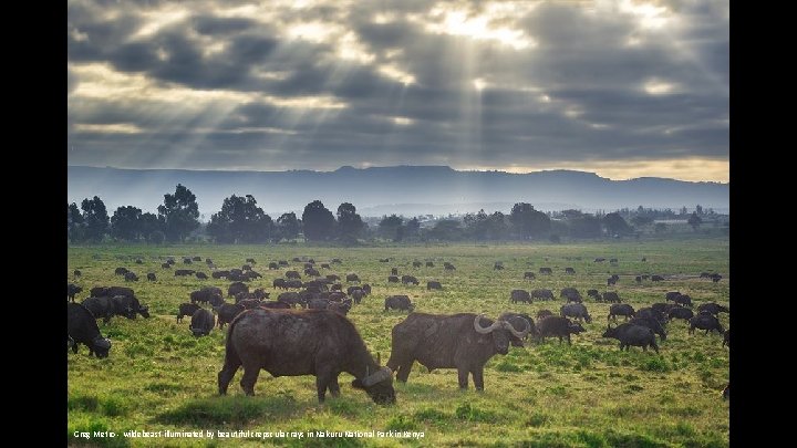 Greg Metro - wildebeast illuminated by beautiful crepscular rays in Nakuru National Park in