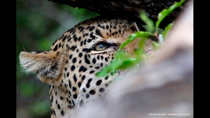 John-Ray Brentnall - madikwe game reserve 