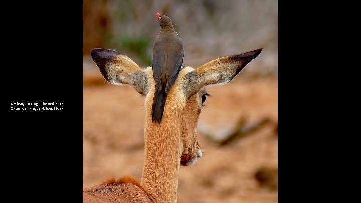 Anthony Starling - The Red billed Oxpecker - Kruger National Park 