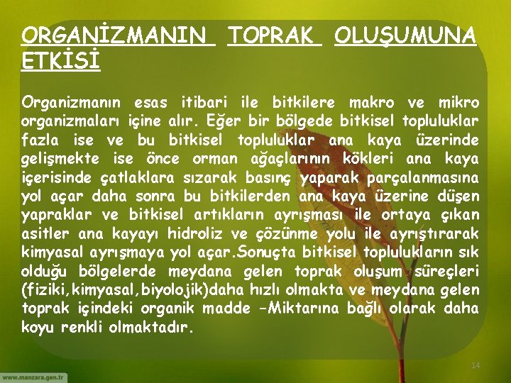 ORGANİZMANIN ETKİSİ TOPRAK OLUŞUMUNA Organizmanın esas itibari ile bitkilere makro ve mikro organizmaları içine