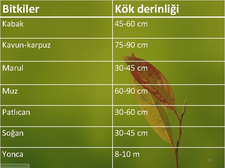 Bitkiler Kök derinliği Kabak 45 -60 cm Kavun-karpuz 75 -90 cm Marul 30 -45