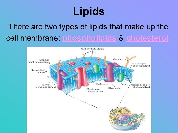 Lipids There are two types of lipids that make up the cell membrane: phospholipids