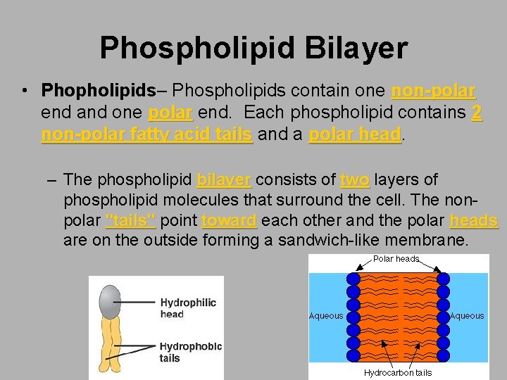 Phospholipid Bilayer • Phopholipids– Phospholipids contain one non-polar end and one polar end. Each