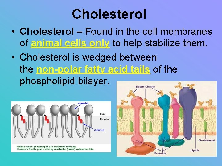 Cholesterol • Cholesterol – Found in the cell membranes of animal cells only to