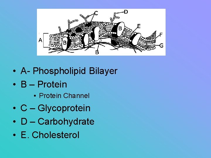  • A- Phospholipid Bilayer • B – Protein • Protein Channel • C