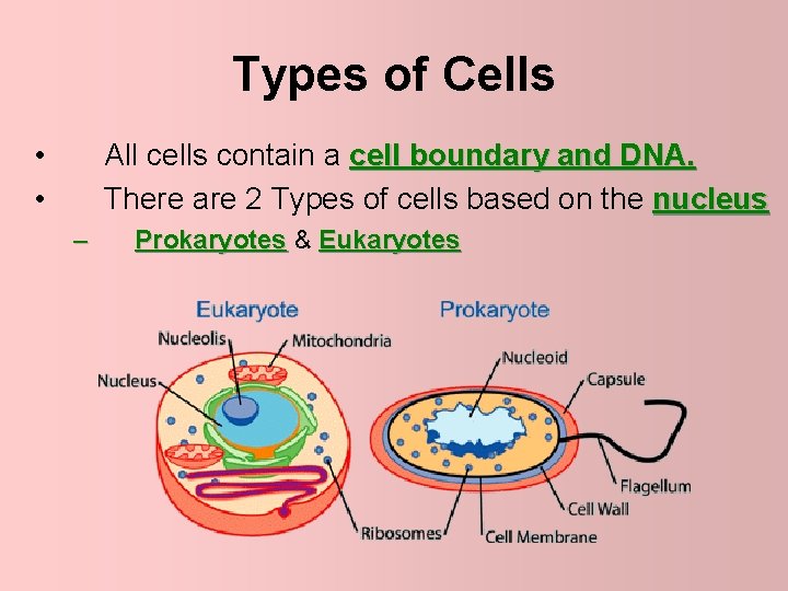 Types of Cells • • All cells contain a cell boundary and DNA. There