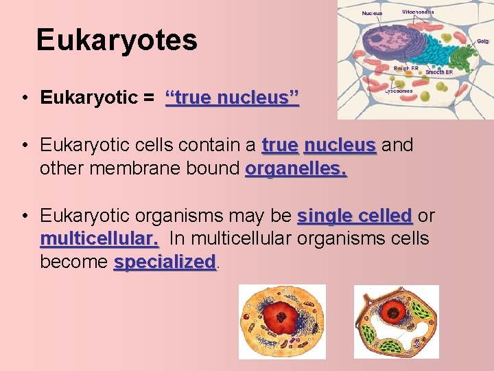 Eukaryotes • Eukaryotic = “true nucleus” • Eukaryotic cells contain a true nucleus and