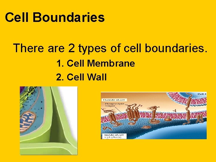 Cell Boundaries There are 2 types of cell boundaries. 1. Cell Membrane 2. Cell