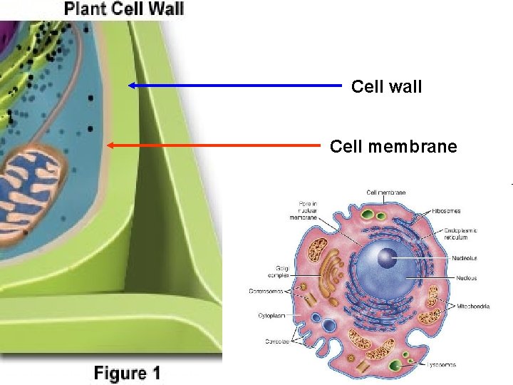 Cell wall Cell membrane 