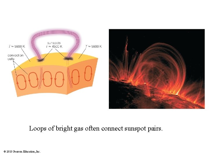 Loops of bright gas often connect sunspot pairs. © 2010 Pearson Education, Inc. 