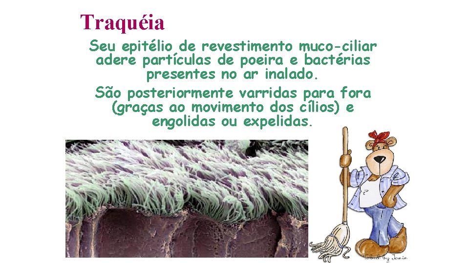 Traquéia Seu epitélio de revestimento muco-ciliar adere partículas de poeira e bactérias presentes no