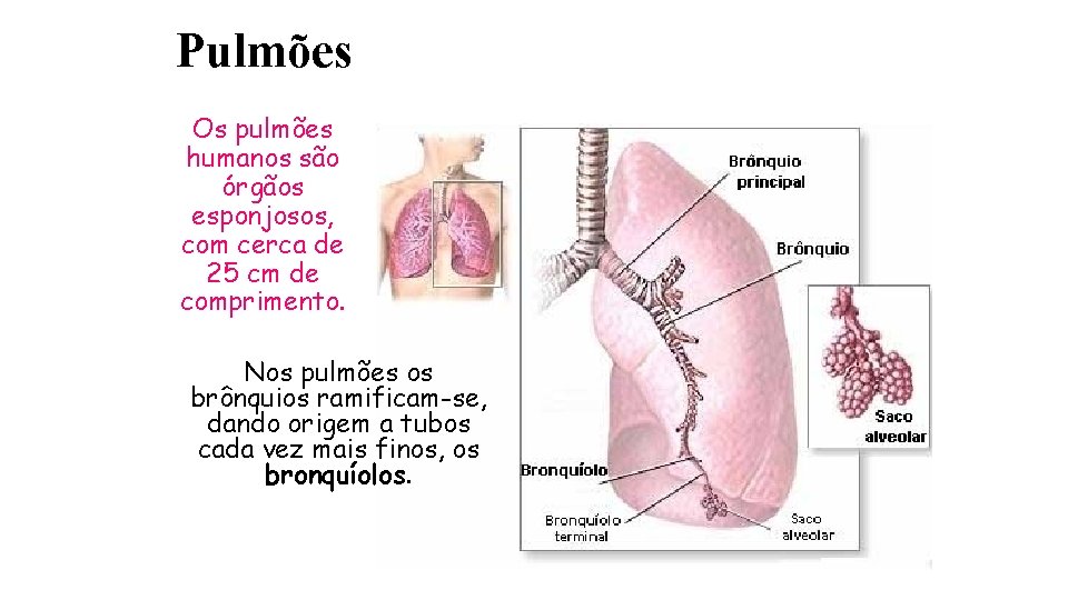Pulmões Os pulmões humanos são órgãos esponjosos, com cerca de 25 cm de comprimento.
