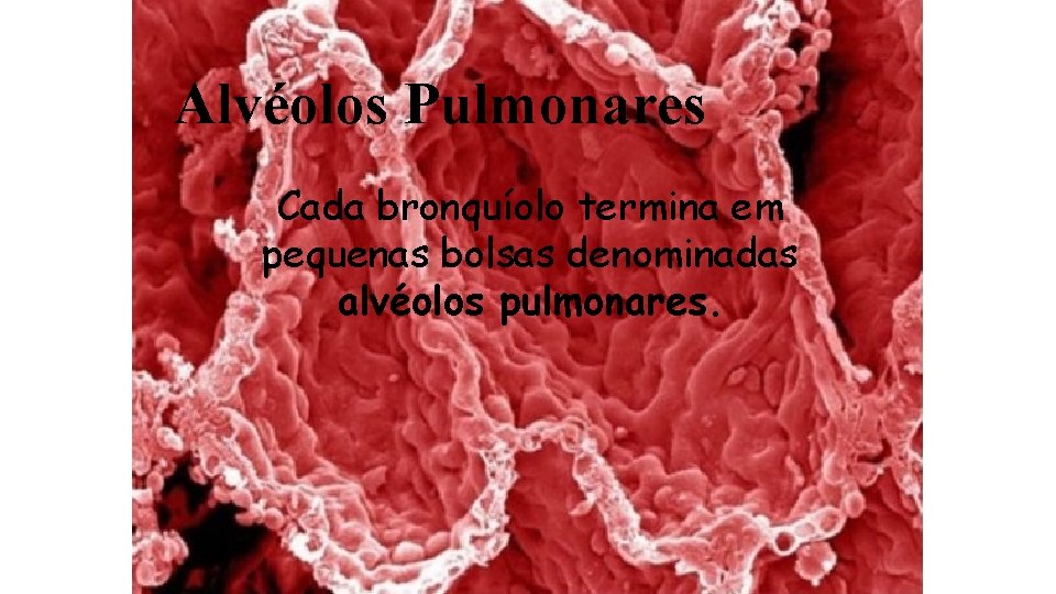 Alvéolos Pulmonares Cada bronquíolo termina em pequenas bolsas denominadas alvéolos pulmonares. 