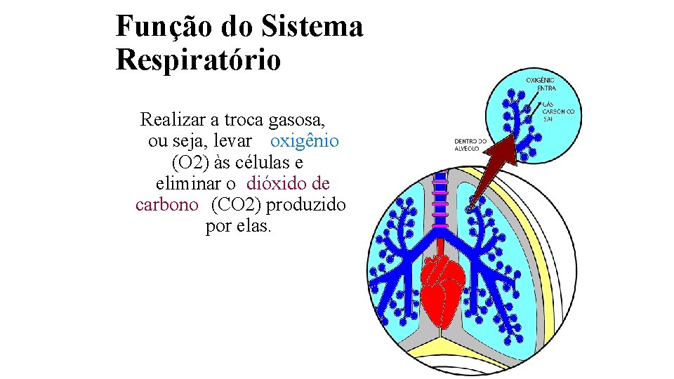 Função do Sistema Respiratório Realizar a troca gasosa, ou seja, levar oxigênio (O 2)