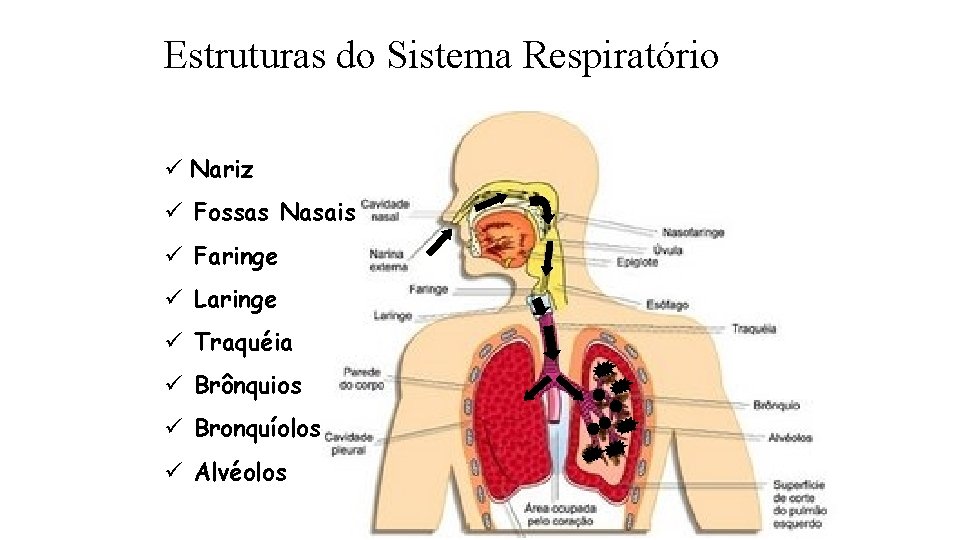 Estruturas do Sistema Respiratório ü Nariz ü Fossas Nasais ü Faringe ü Laringe ü