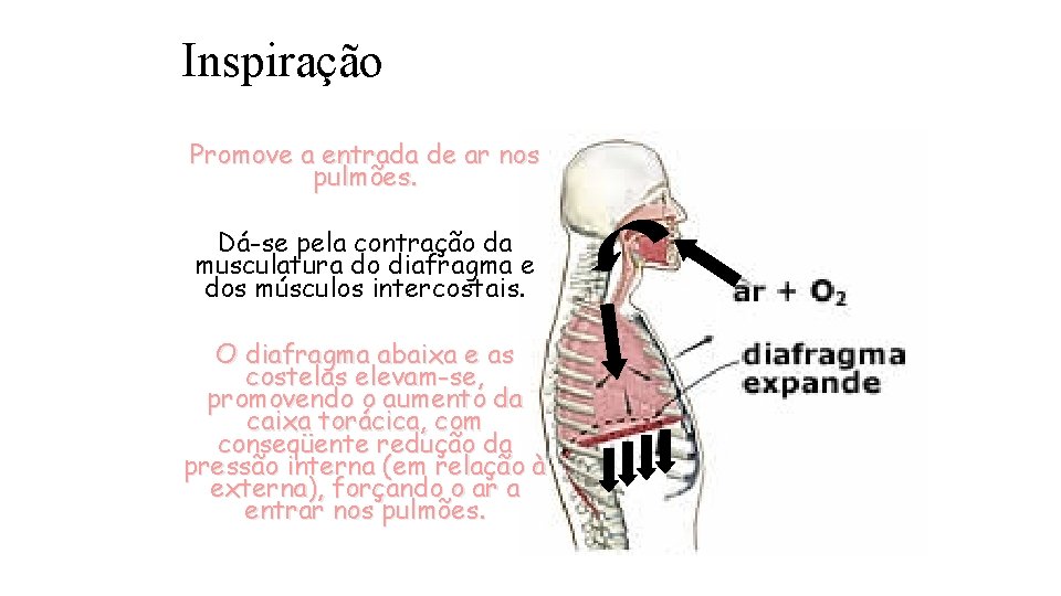 Inspiração Promove a entrada de ar nos pulmões. Dá-se pela contração da musculatura do