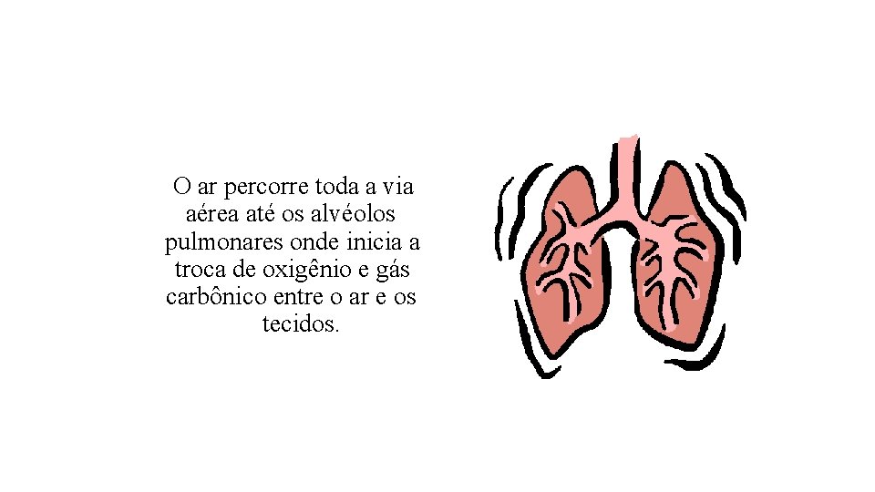 Sistema Respiratório O ar percorre toda a via aérea até os alvéolos pulmonares onde