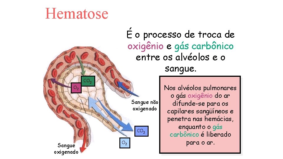 Hematose É o processo de troca de oxigênio e gás carbônico entre os alvéolos