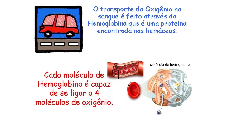 O transporte do Oxigênio no sangue é feito através da Hemoglobina que é uma