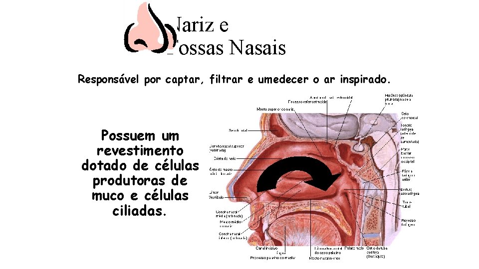 Nariz e Fossas Nasais Responsável por captar, filtrar e umedecer o ar inspirado. Possuem