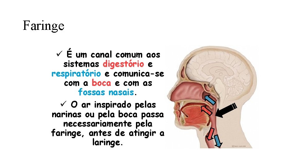 Faringe ü É um canal comum aos sistemas digestório e respiratório e comunica-se com