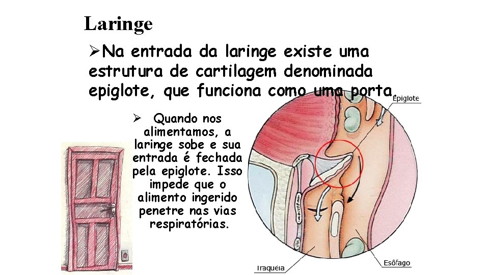 Laringe ØNa entrada da laringe existe uma estrutura de cartilagem denominada epiglote, que funciona