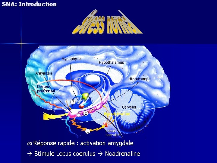 SNA: Introduction Cortex préfrontal Réponse rapide : activation amygdale Stimule Locus coerulus Noadrenaline 