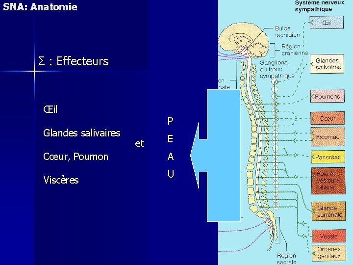 SNA: Anatomie Σ : Effecteurs Œil Glandes salivaires Cœur, Poumon Viscères P et E