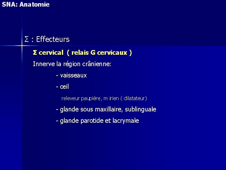 SNA: Anatomie Σ : Effecteurs Σ cervical ( relais G cervicaux ) Innerve la