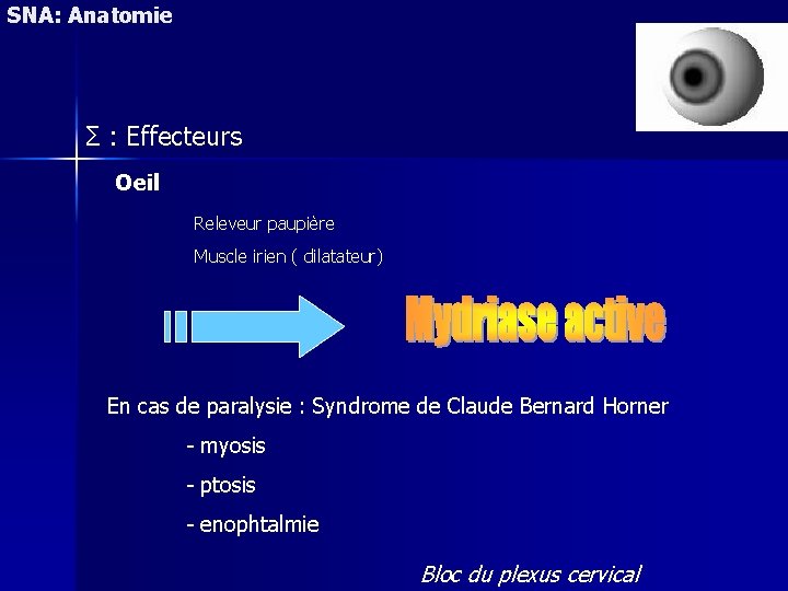 SNA: Anatomie Σ : Effecteurs Oeil Releveur paupière Muscle irien ( dilatateur) En cas