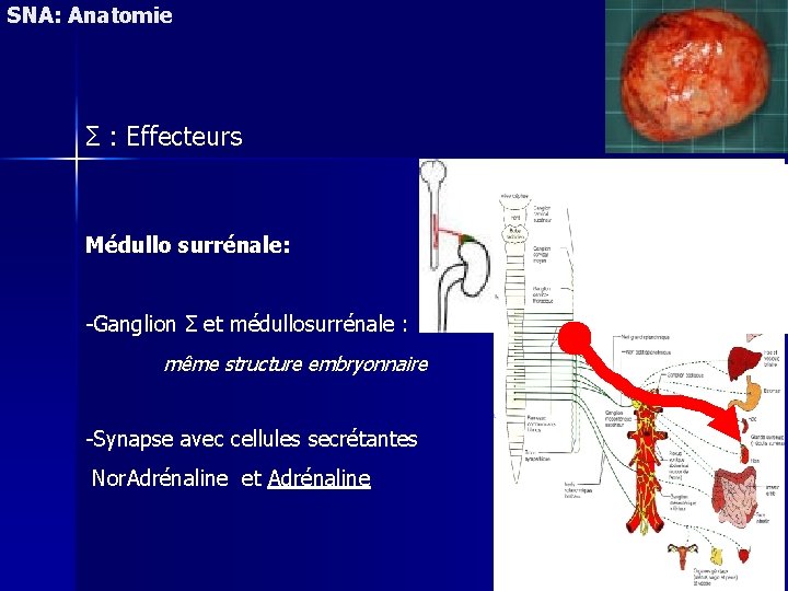 SNA: Anatomie Σ : Effecteurs Médullo surrénale: -Ganglion Σ et médullosurrénale : même structure