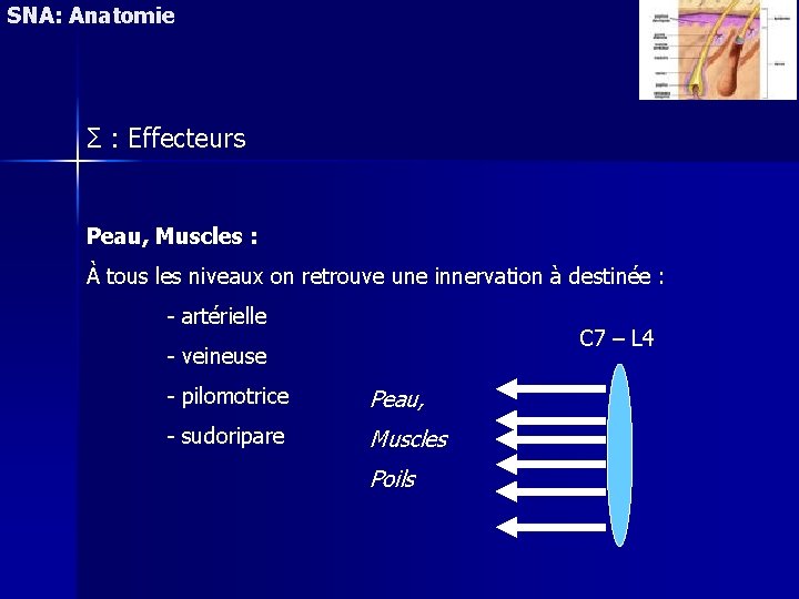 SNA: Anatomie Σ : Effecteurs Peau, Muscles : À tous les niveaux on retrouve