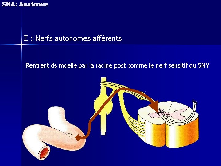 SNA: Anatomie Σ : Nerfs autonomes afférents Rentrent ds moelle par la racine post