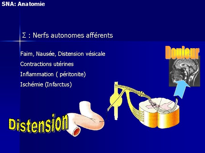 SNA: Anatomie Σ : Nerfs autonomes afférents Faim, Nausée, Distension vésicale Contractions utérines Inflammation