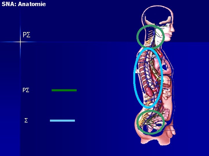 SNA: Anatomie PΣ PΣ Σ 