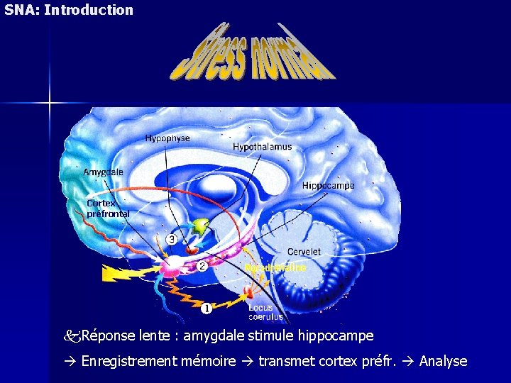 SNA: Introduction Cortex préfrontal Réponse lente : amygdale stimule hippocampe Enregistrement mémoire transmet cortex