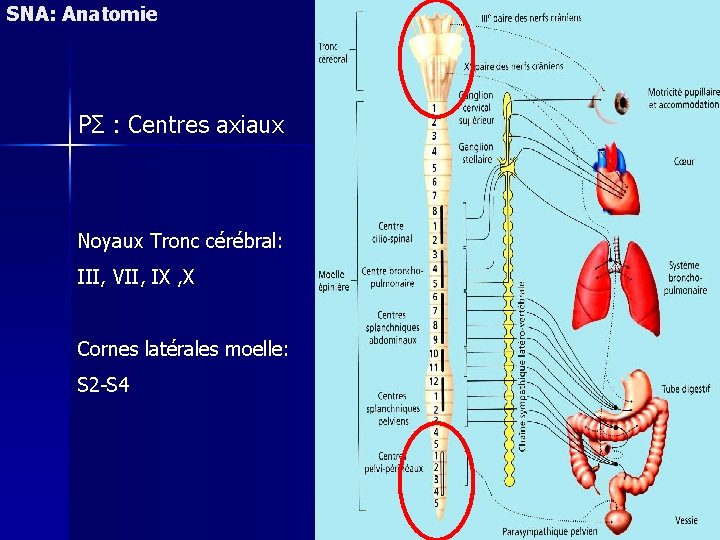 SNA: Anatomie PΣ : Centres axiaux Noyaux Tronc cérébral: III, VII, IX , X